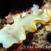 nudibranch_elegant_mid_h_0705_png1388.jpg